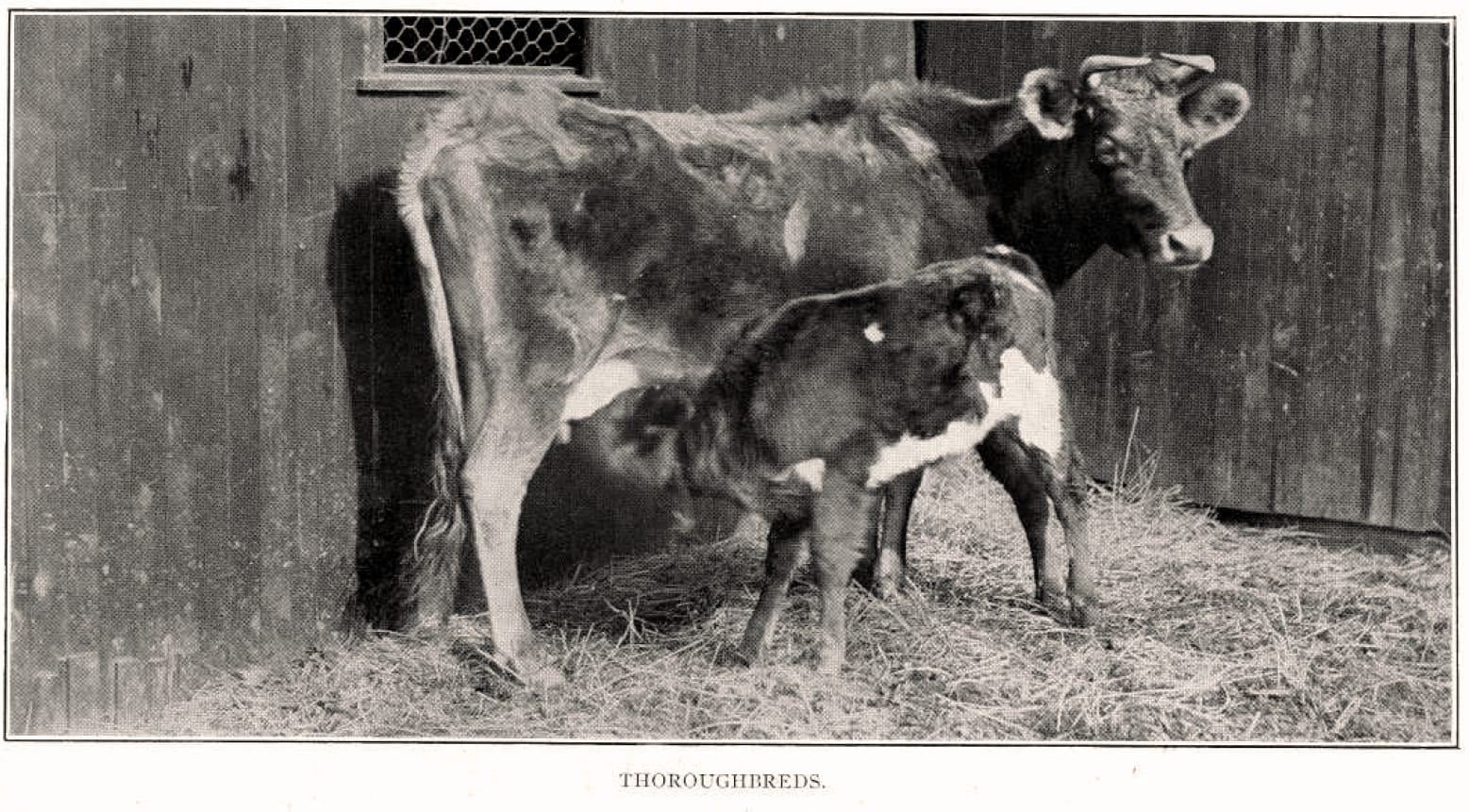 Thoroughbreds circa 1911