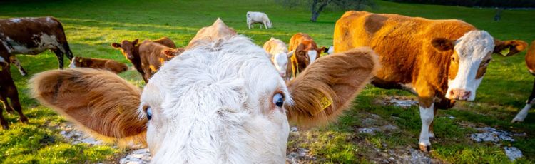 O profissional tóxico