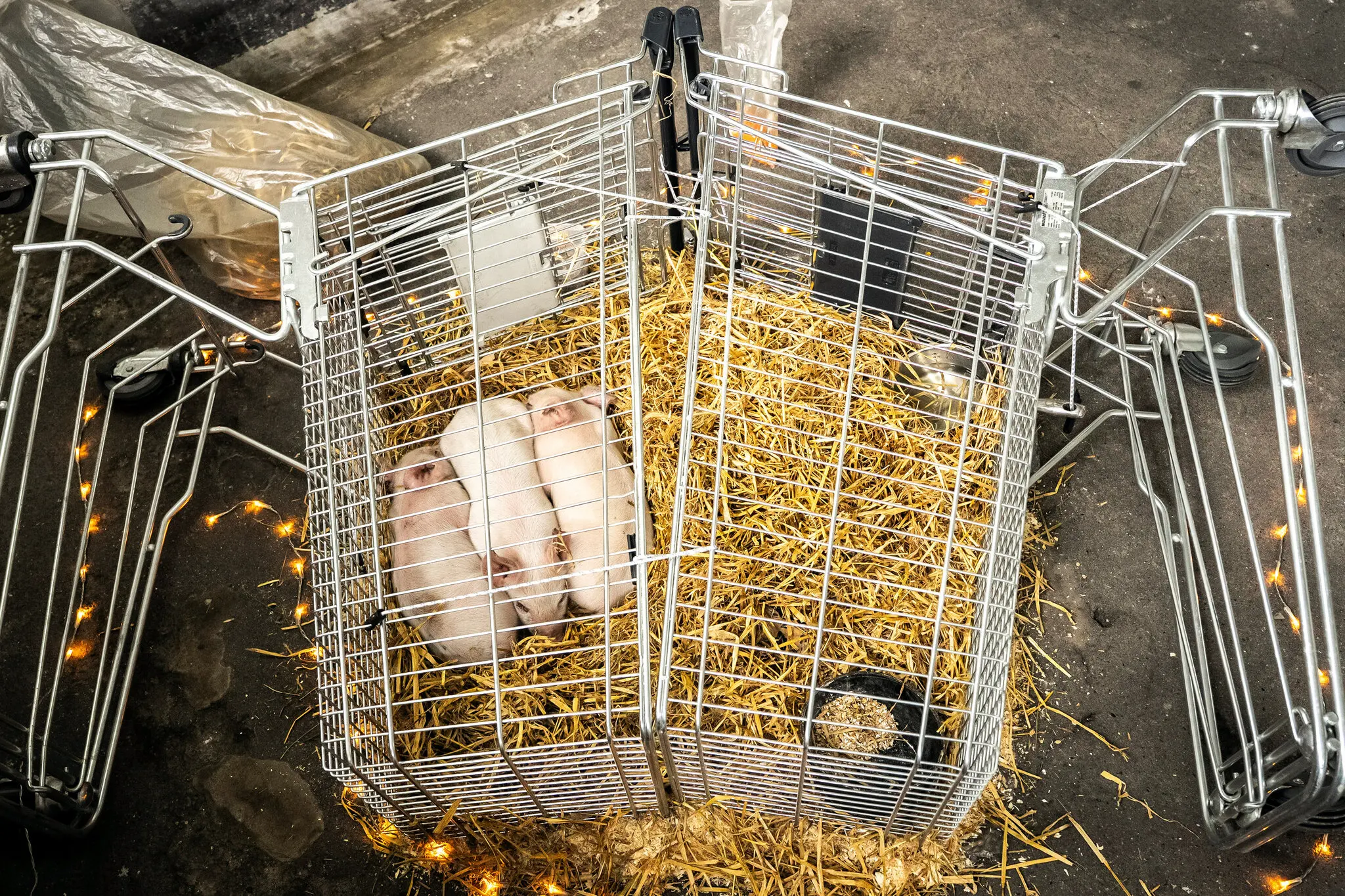 Three baby piglets trapped in to overturned shopping carts in a controversial art exhibit in Copenhagen.