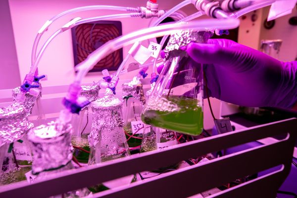 02 - Feeding Astronaut Urine Directly to Cyanobacteria