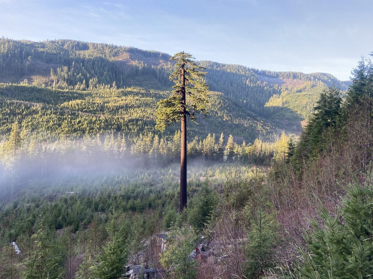 A single very tall Douglas fir standing alone on a logged hillside covered in young regrowth, with mist in the valley and forested mountains behind.