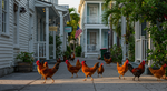 The Legally Protected Gypsy Chickens of Key West: How Feral Fowl Became a Cultural Treasure