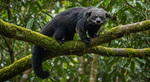 Meet the Binturong: The Popcorn-Scented 'Bearcat' That Isn't a Bear or a Cat
