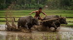 Mud, Might, and Minangkabau: The Thrilling World of Pacu Jawi Bull Racing