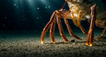 The Walking Tongue: How Lobsters Taste the World With Their Feet
