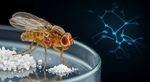Why a Fruit Fly on Cocaine Could Be a Major Scientific Breakthrough