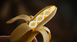 Unpeeling the Banana: The Myth and Marvel of Our Shared DNA