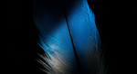 The Brilliant Lie of the Blue Jay's Feather