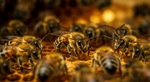 It's Not a Dance, It's a Dialect: The Secret of How Bees Learn to Communicate