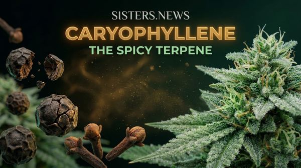 Caryophyllene: The Spicy Terpene That Acts Like a Cannabinoid