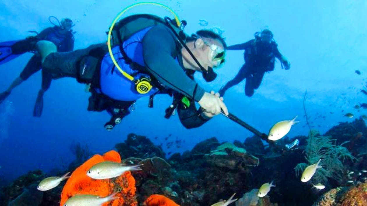 scuba diving in statia
