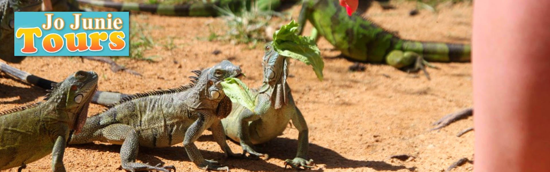 Jo Juni Tours St Maarten feeding Iguanas