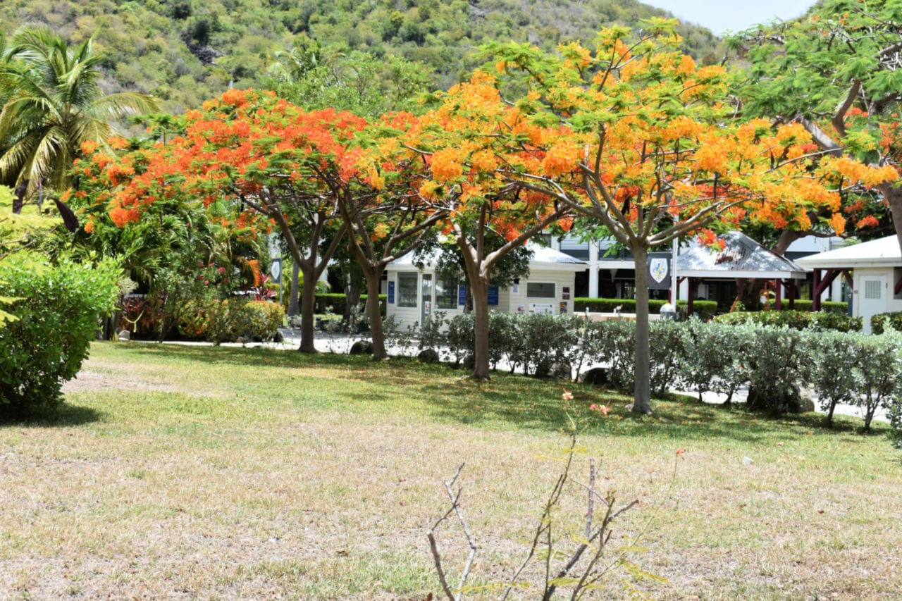 Flamboyant tree in St Martin