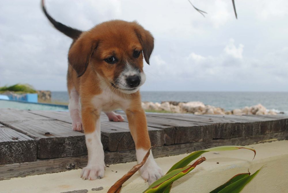 Island Dogs St Maarten