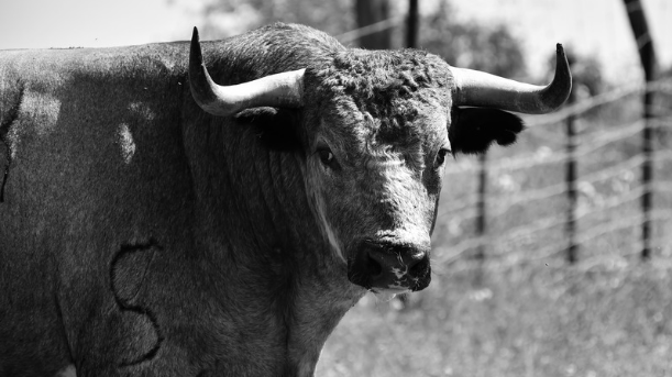 Reserva del Toro Bravo: El Nuevo Mundo del Toro de Lidia