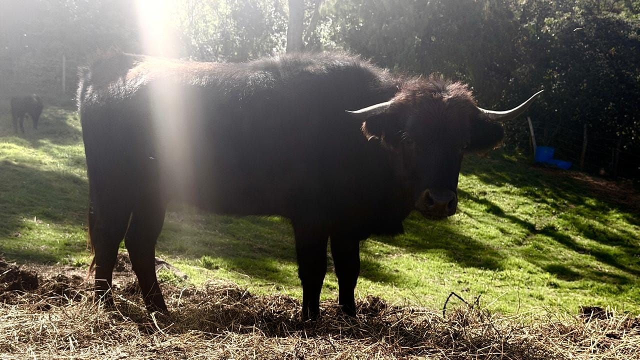 Cassandra, una novilla brava utrera de encaste Domecq, en la Reserva del Toro Bravo