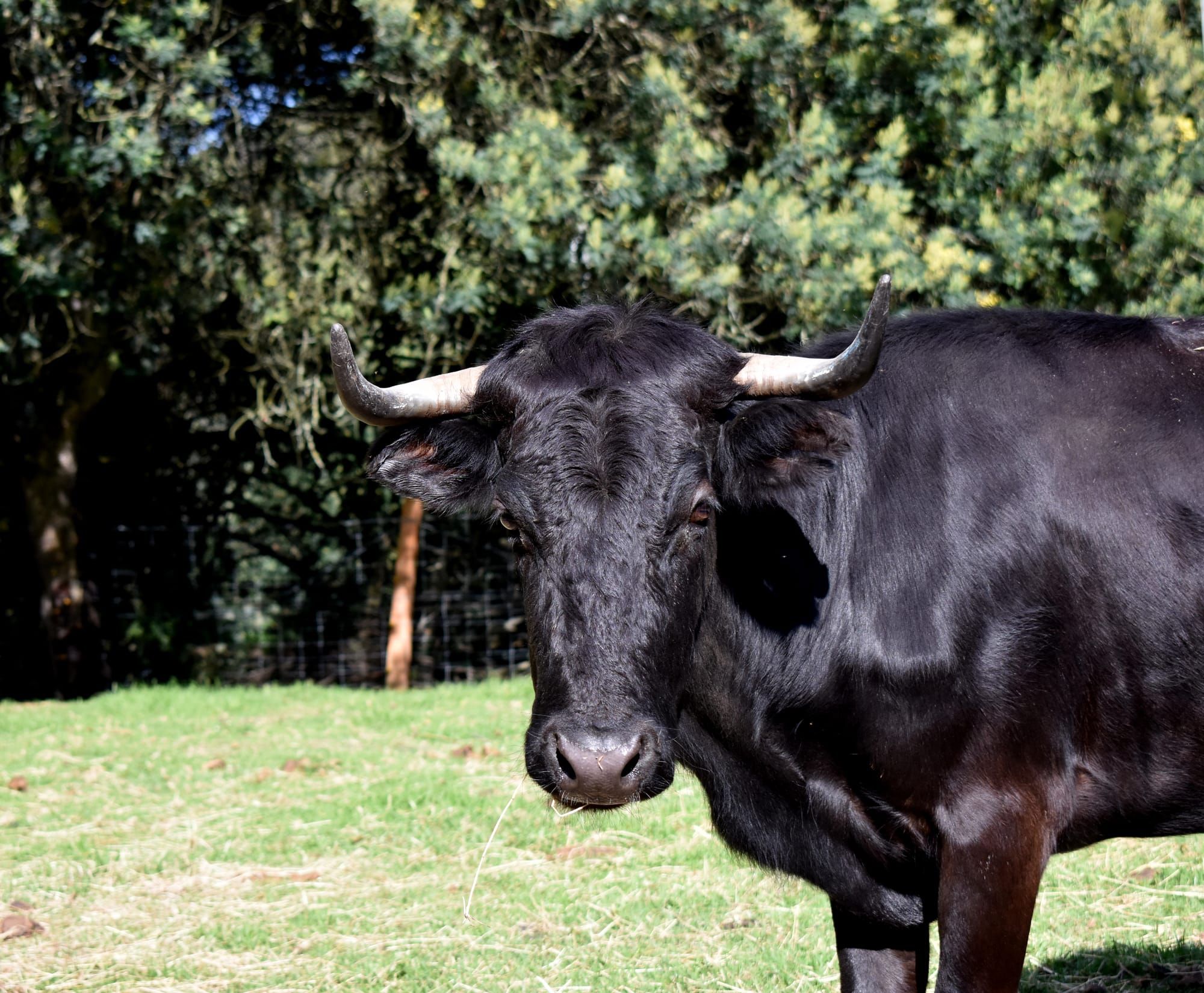 Pandora, una vaca de lidia Domecq, poco después de haber llegado a la Reserva del Toro Bravo