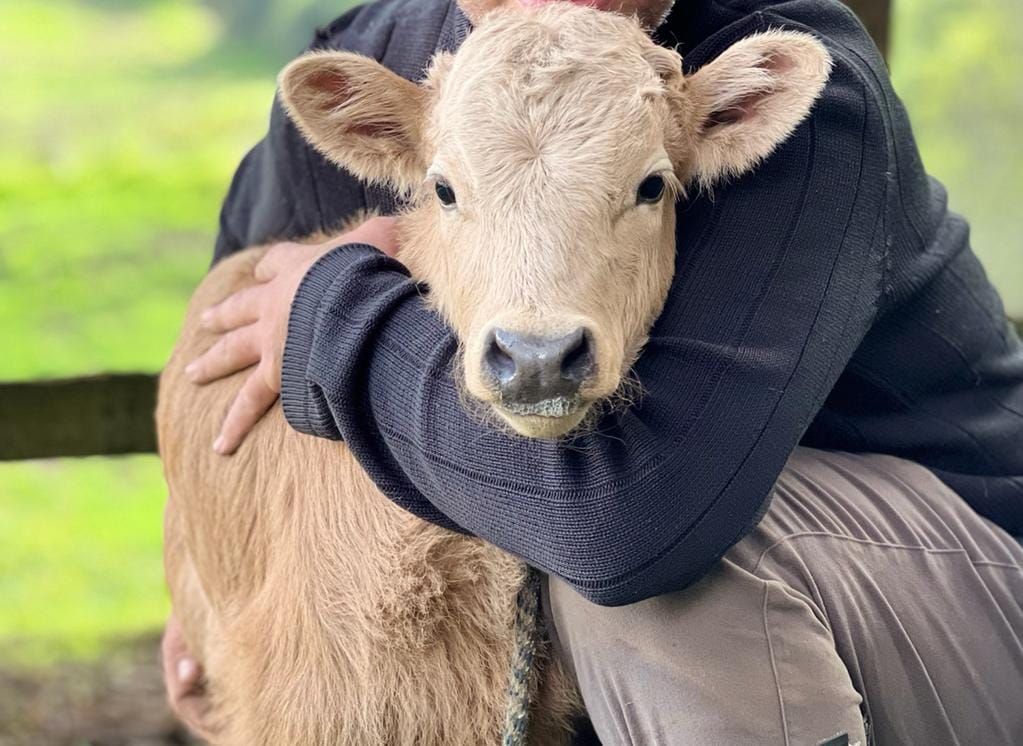 Spartacus, un becerro de encaste Domecq, con Miguel Aparicio, el fundador de la Reserva del Toro Bravo