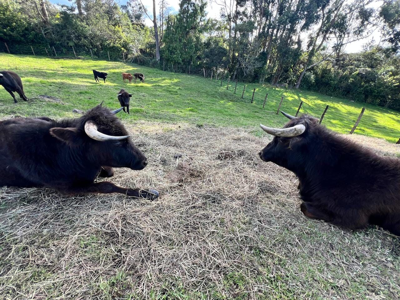 Cómo Apoyar la Reserva del Toro Bravo