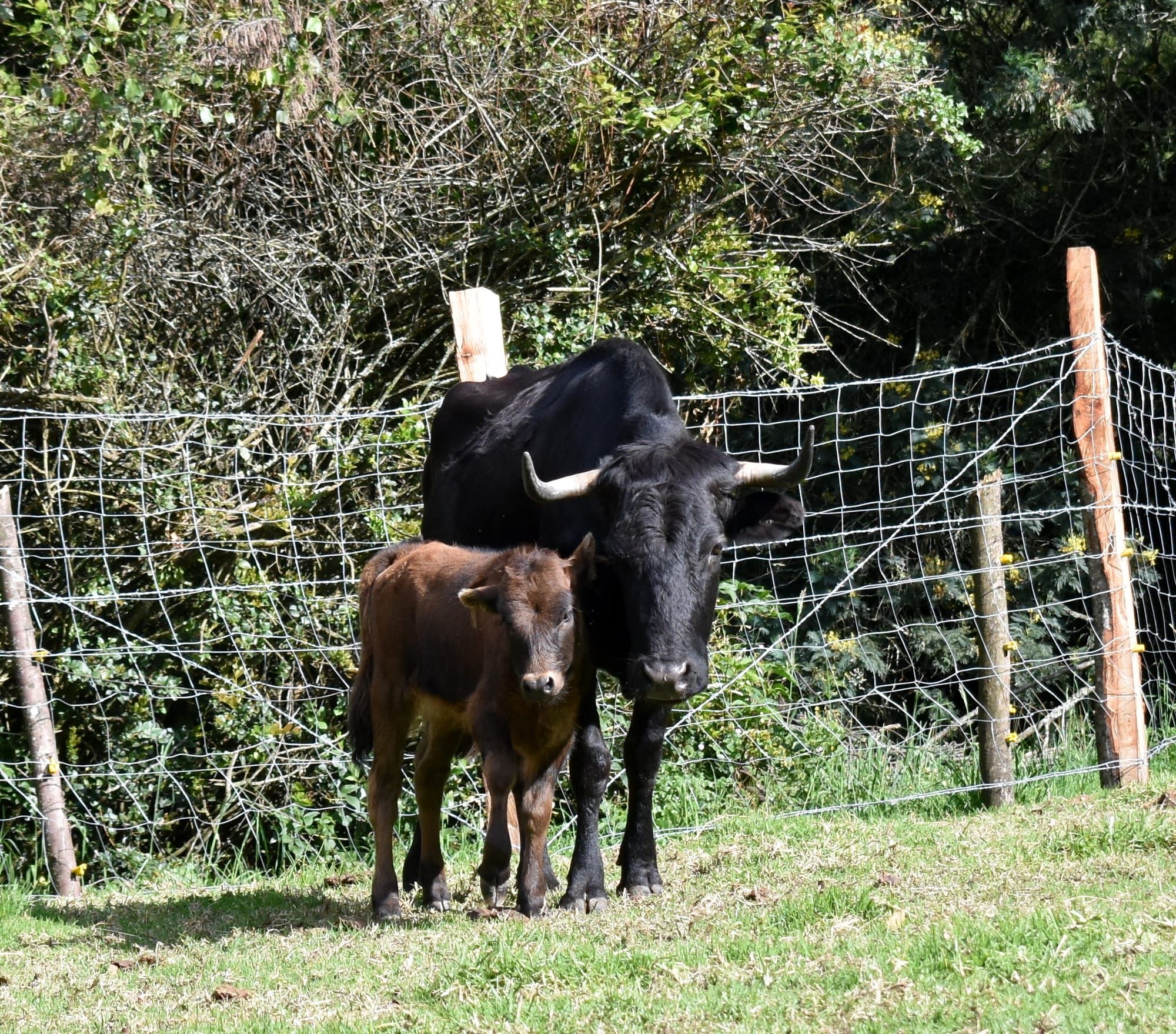 Pandora y Cassandra, mamá e hija de encaste Domecq, poco después de haber llegado a la Reserva del Toro Bravo