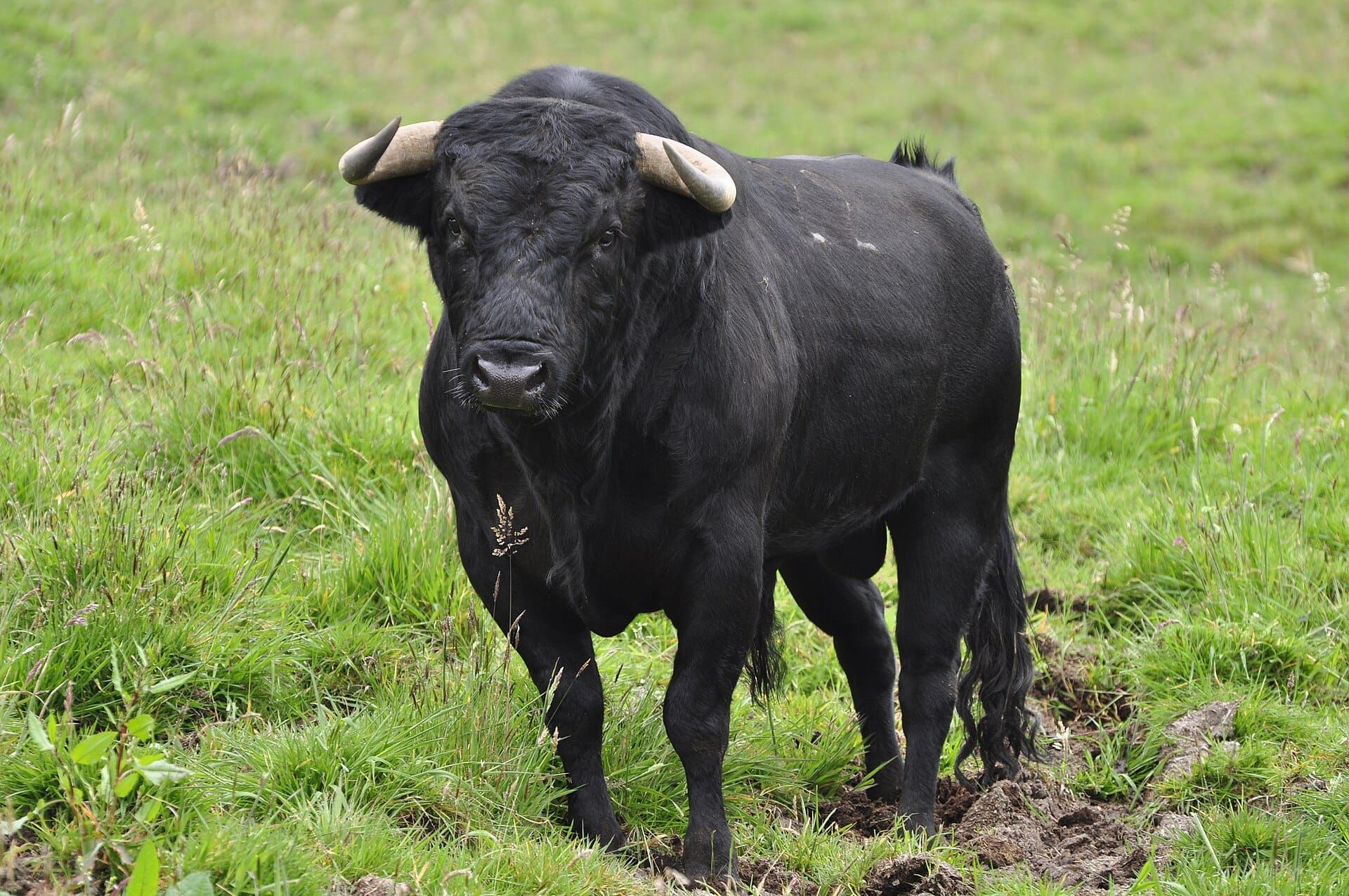 ¿Qué es realmente un toro bravo?La sangre más antigua del ganado