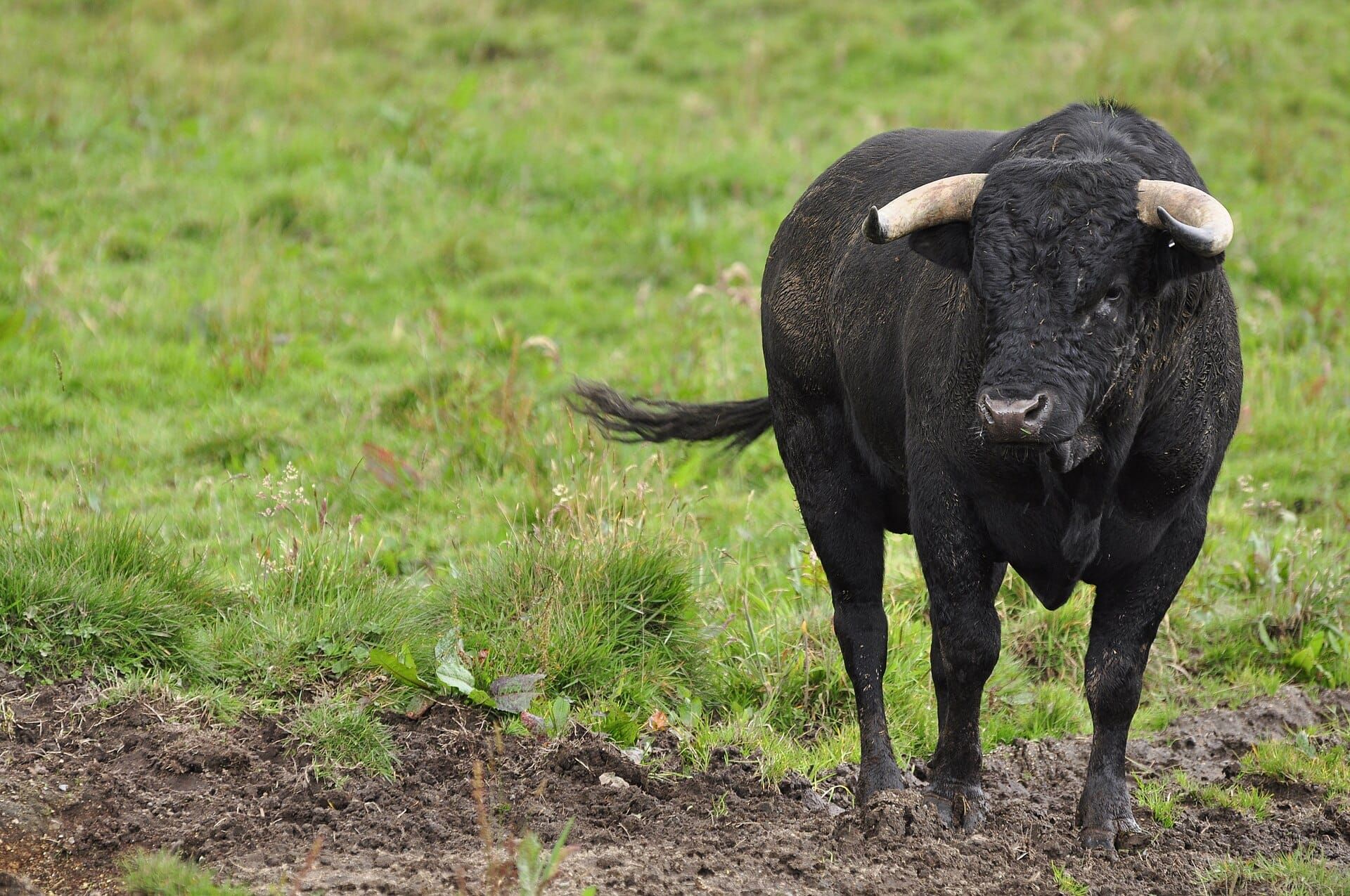 Colombia prohibió las corridas. No hizo ningún plan para los toros.