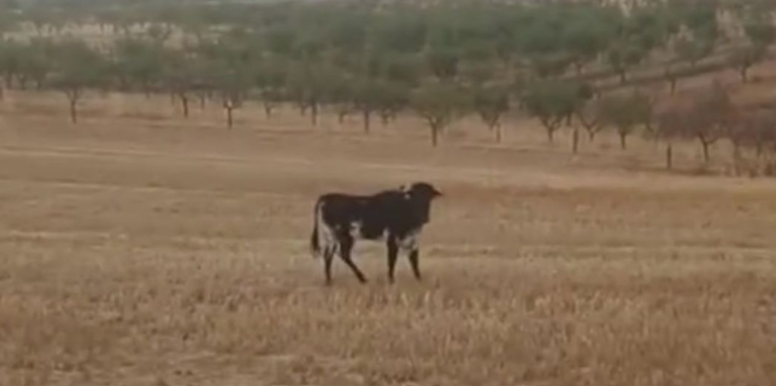 Vaquilla de Minglanilla: por qué hemos ofrecido una alternativa al sacrificio