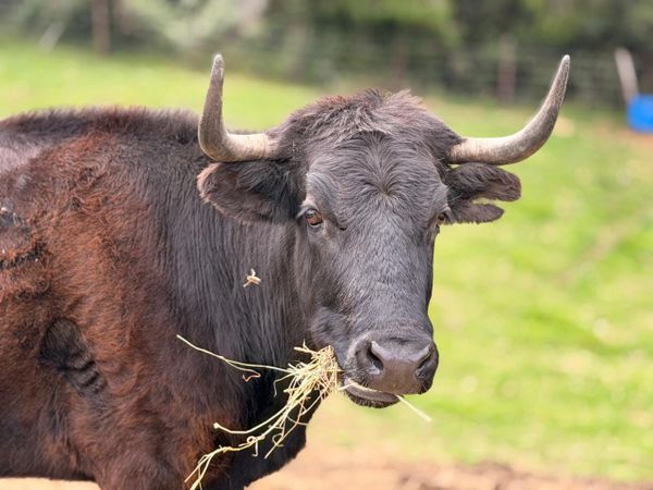 Colombia prohíbe las corridas: pero ¿quién protege realmente a los toros de lidia?