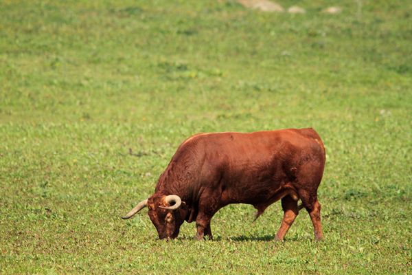 ¿Es agresivo el toro bravo? Lo que de verdad significa la bravura