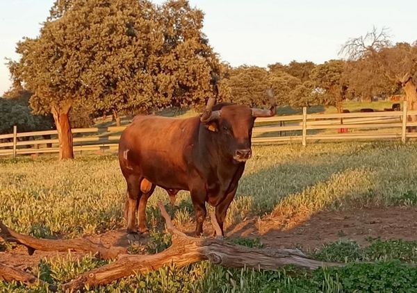 ¿Cómo se maneja un toro bravo con seguridad? Se le lleva, no se le obliga