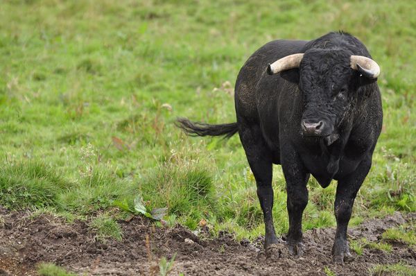Colombia prohibió las corridas. No hizo ningún plan para los toros.