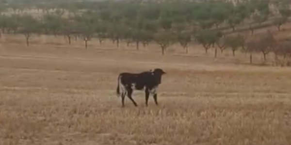 Vaquilla de Minglanilla: por qué hemos ofrecido una alternativa al sacrificio
