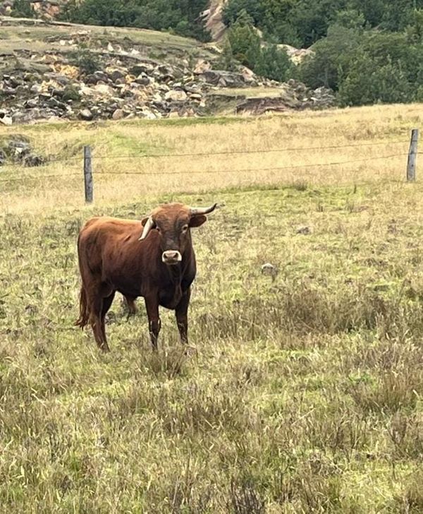 Rescate de 8 toros y vacas de lidia en Colombia antes de la prohibición de la tauromaquia