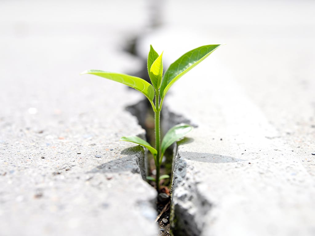 A green plant symbolizing growth and opportunity
