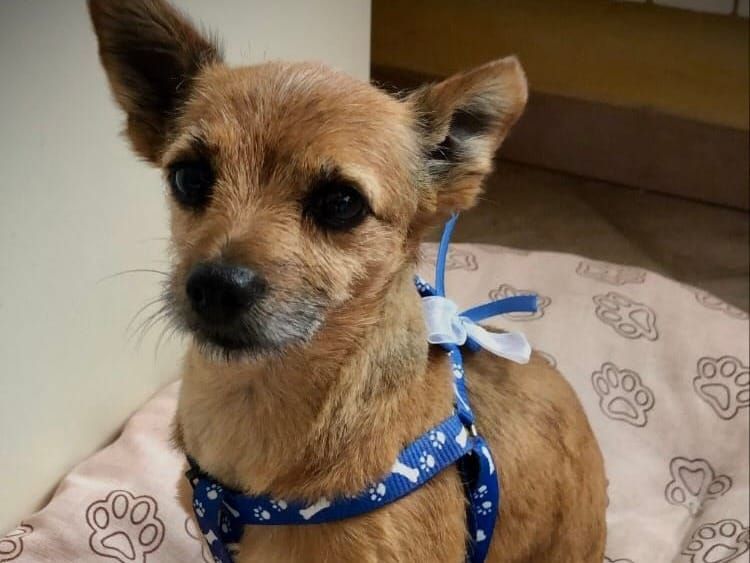 Quando un cane diventa famiglia: la storia del nostro Biscotto