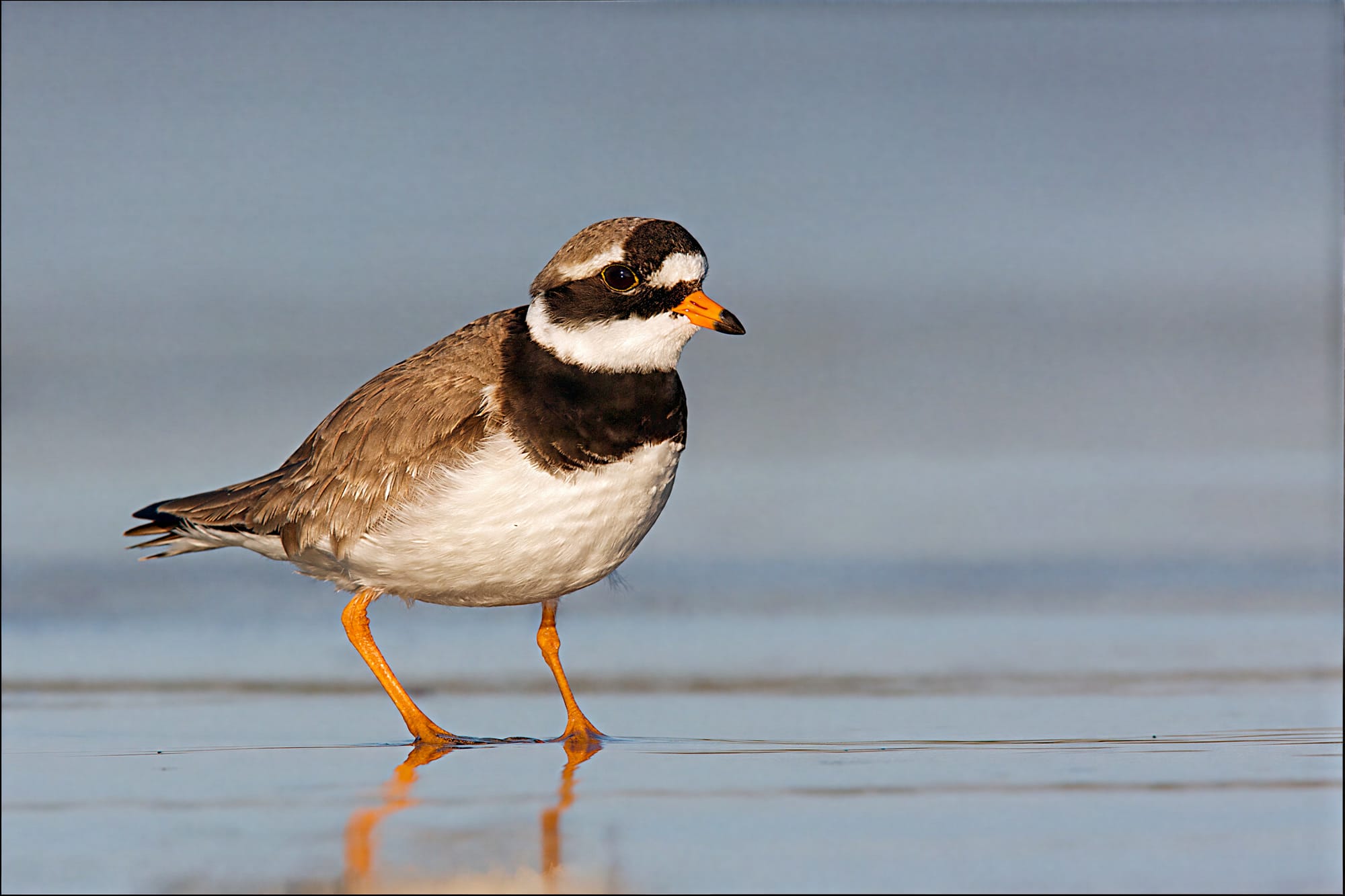 The Journey to the Foundation of World Shorebirds Day