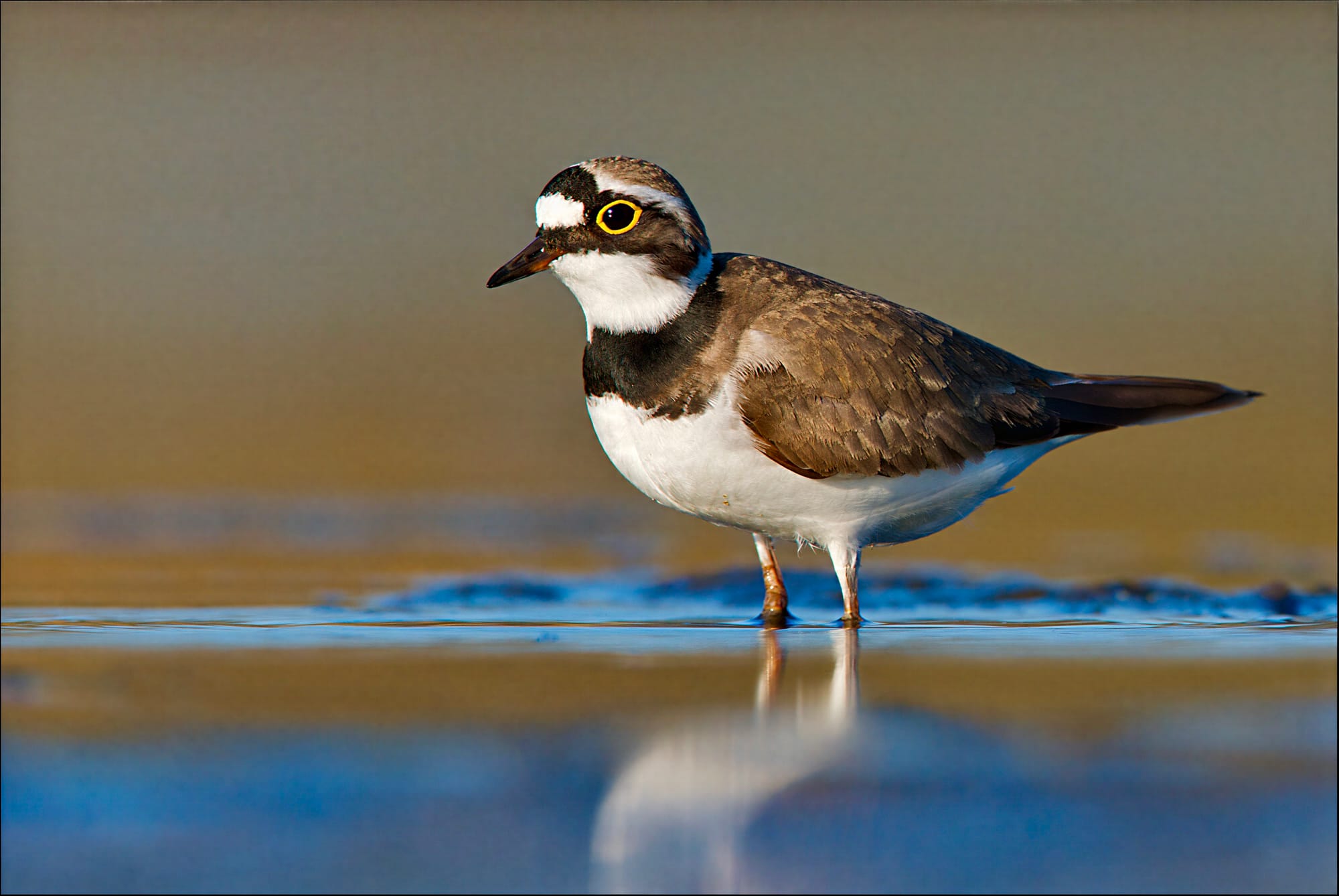 The Growing Network of Shorebird Awareness Initiatives