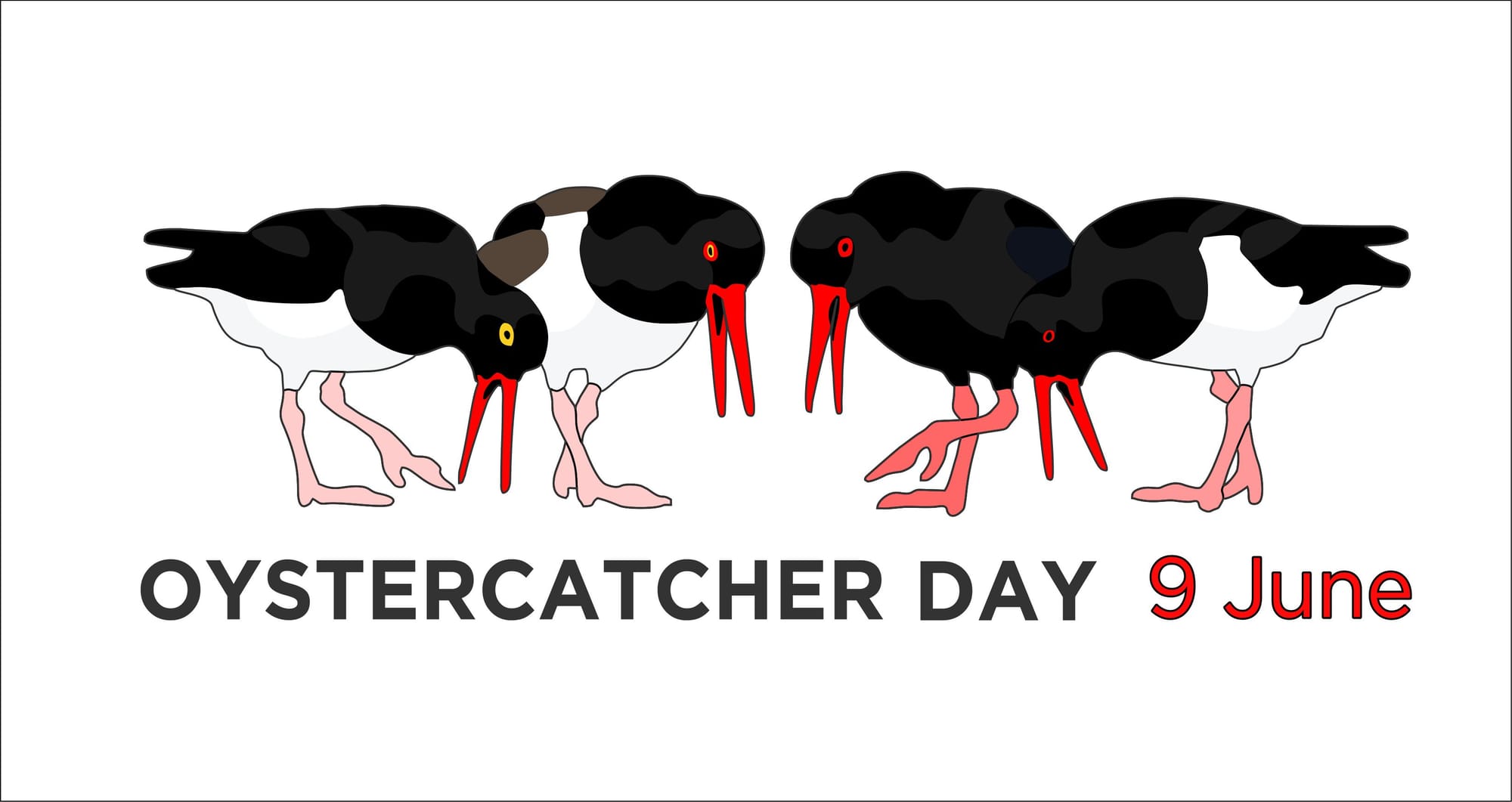 Oystercatcher Day Has Officially Launched