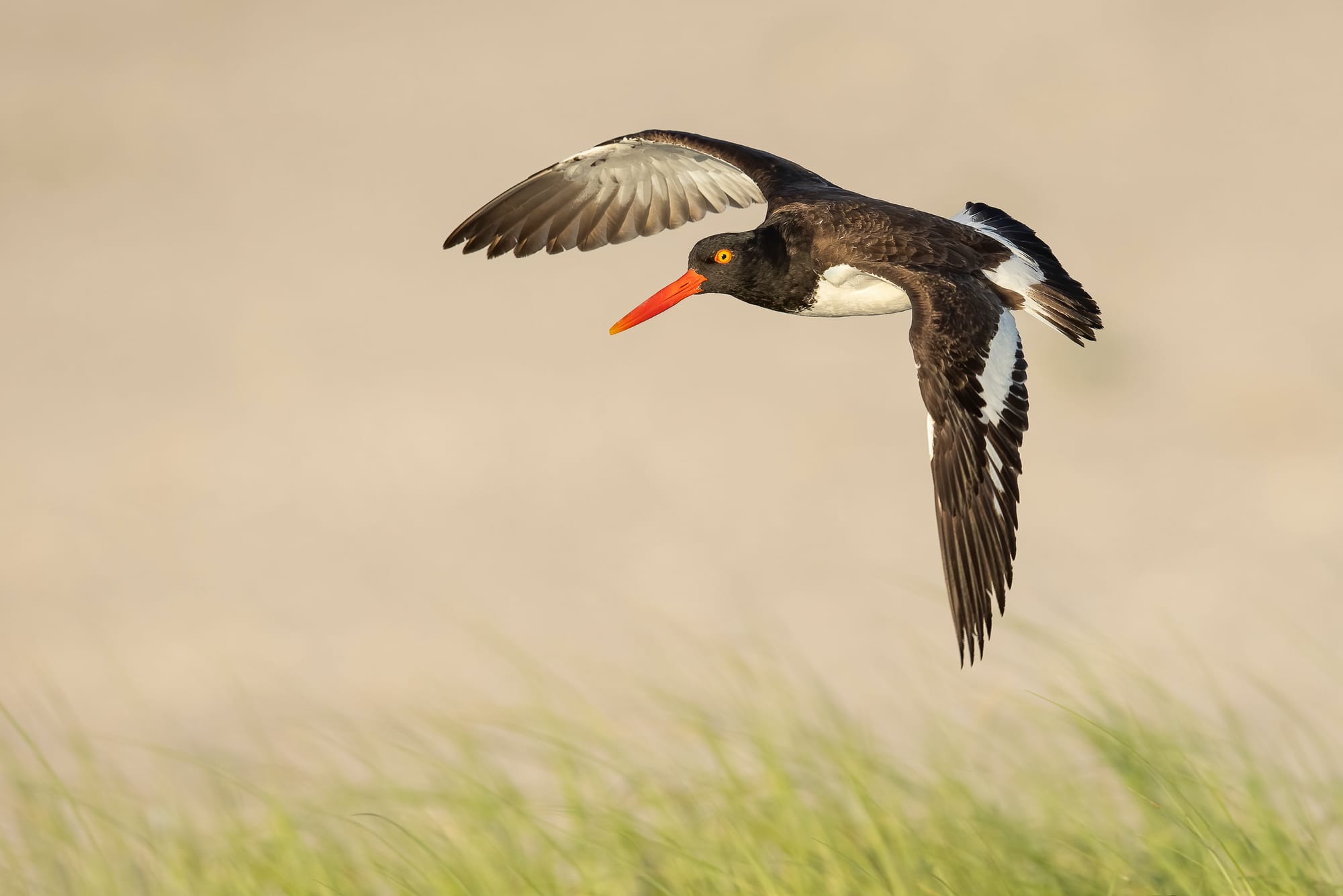Oystercatcher Day