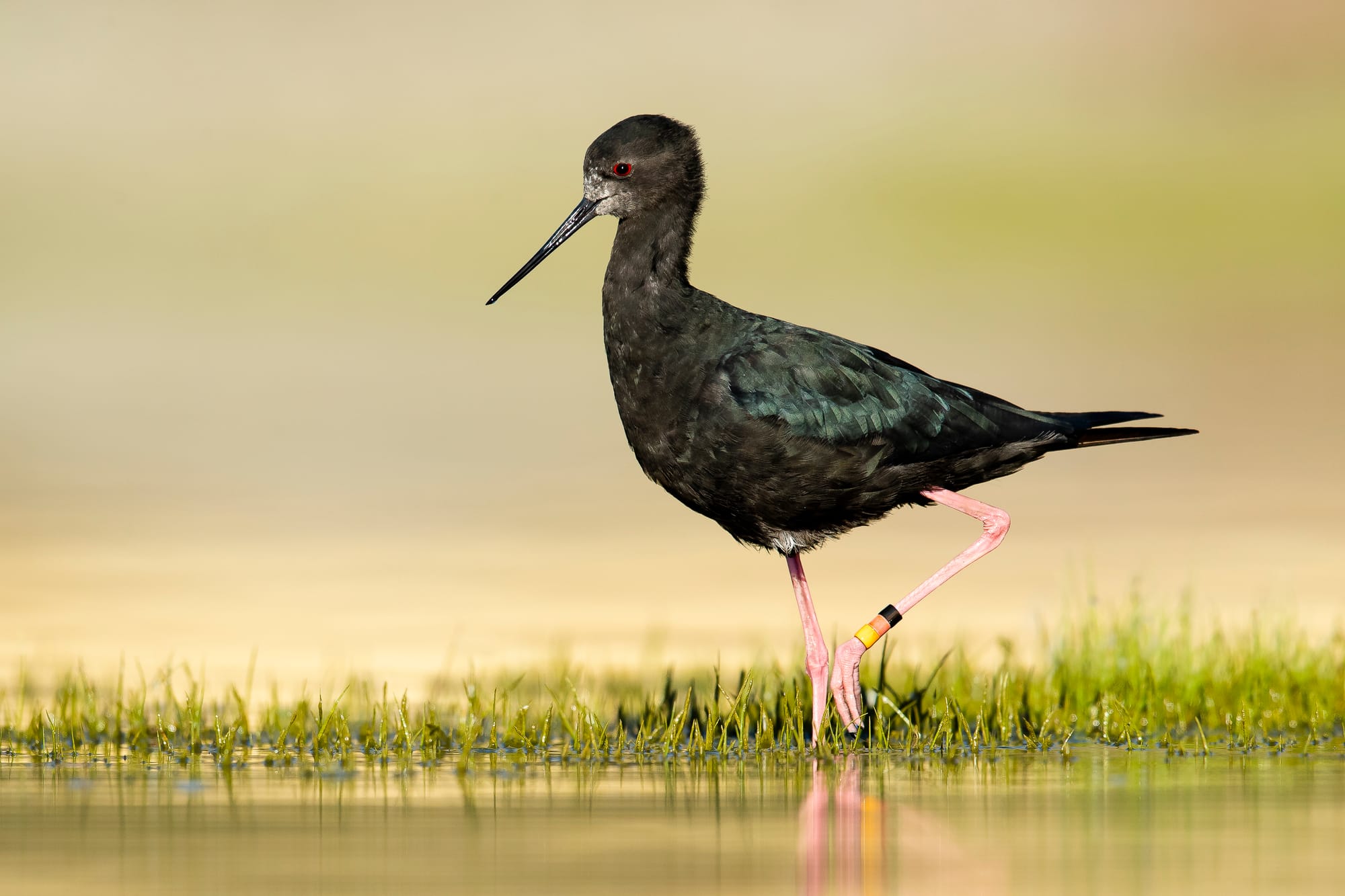 Welcome to the New Home of World Shorebirds Day