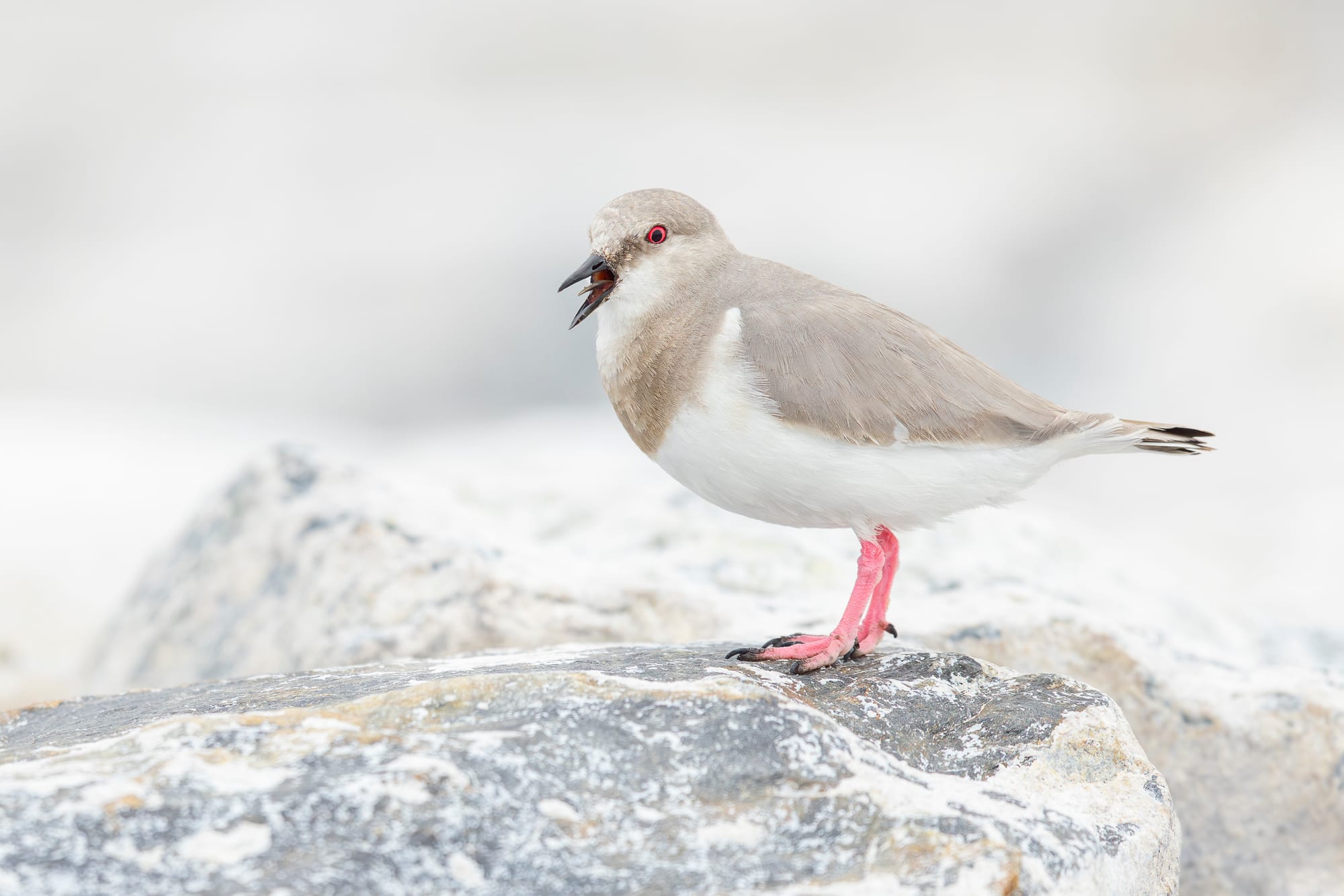 The Broader Purpose of the Global Shorebird Counts