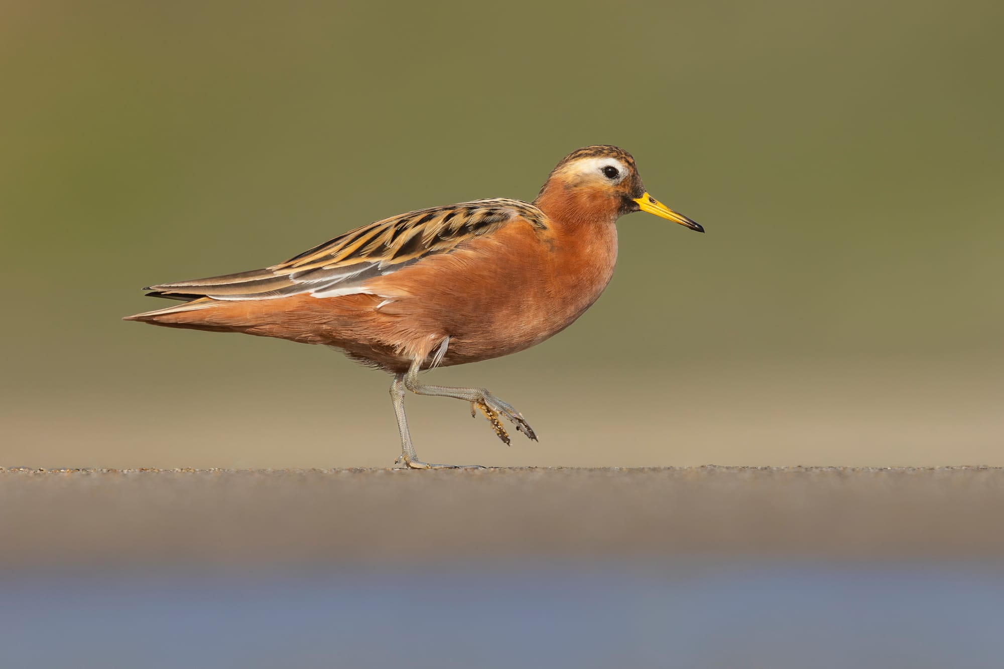 Celebrating 40 Years of the Western Hemisphere Shorebird Reserve Network