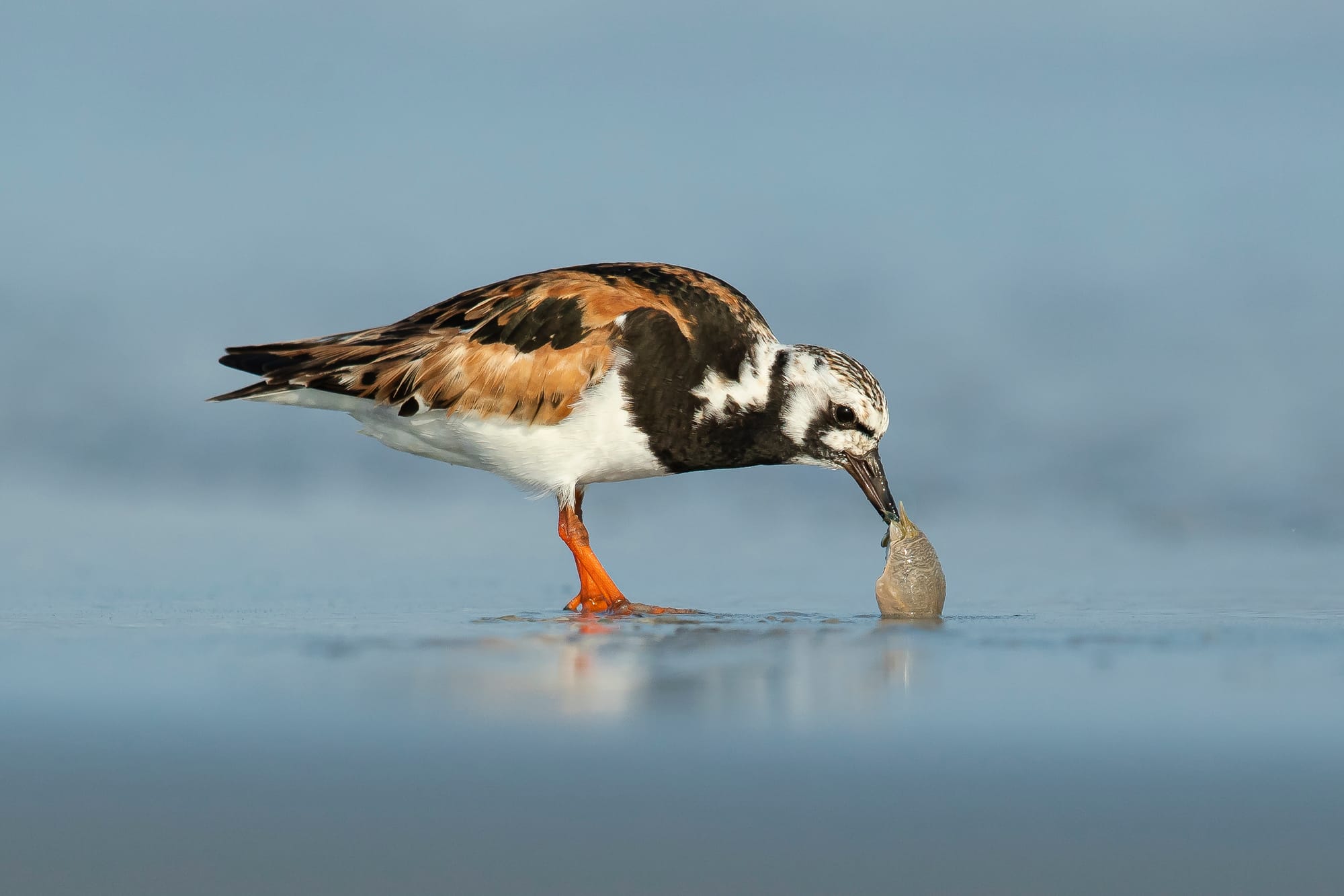 World Shorebirds Day