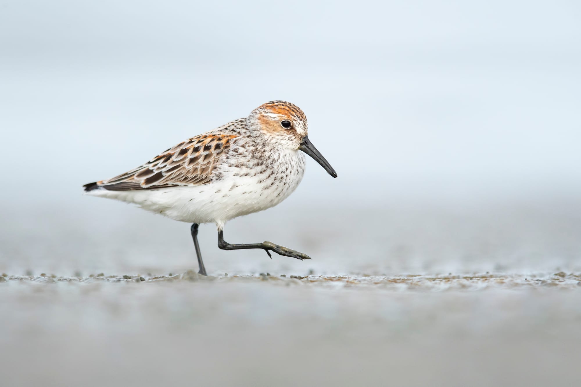 Global Shorebird Counts