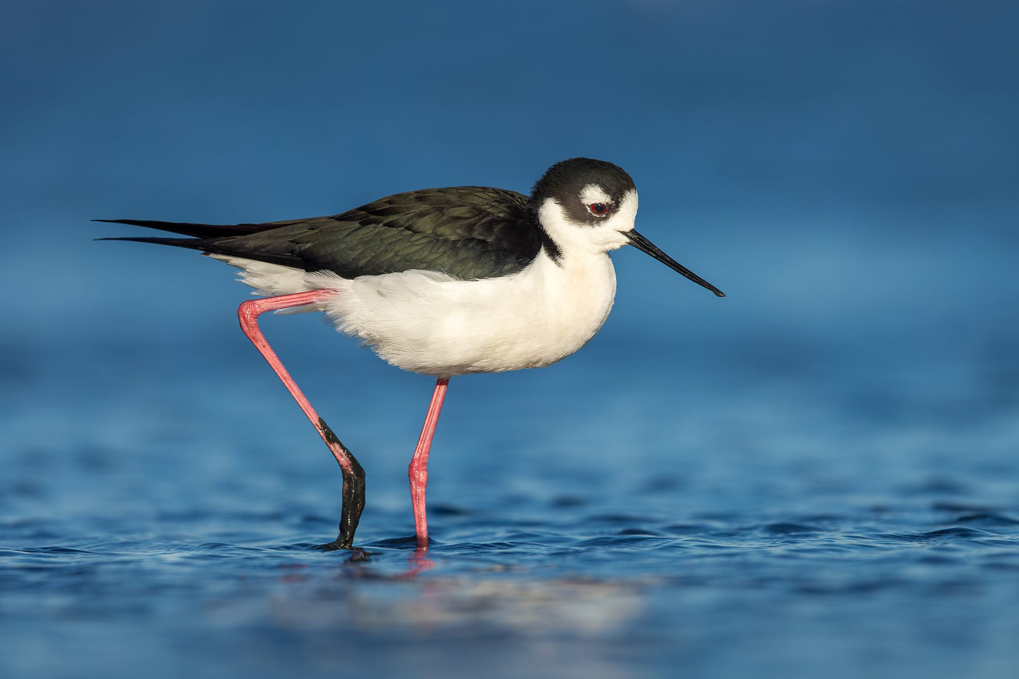 Are You Ready for the Global Shorebird Counts 2026?