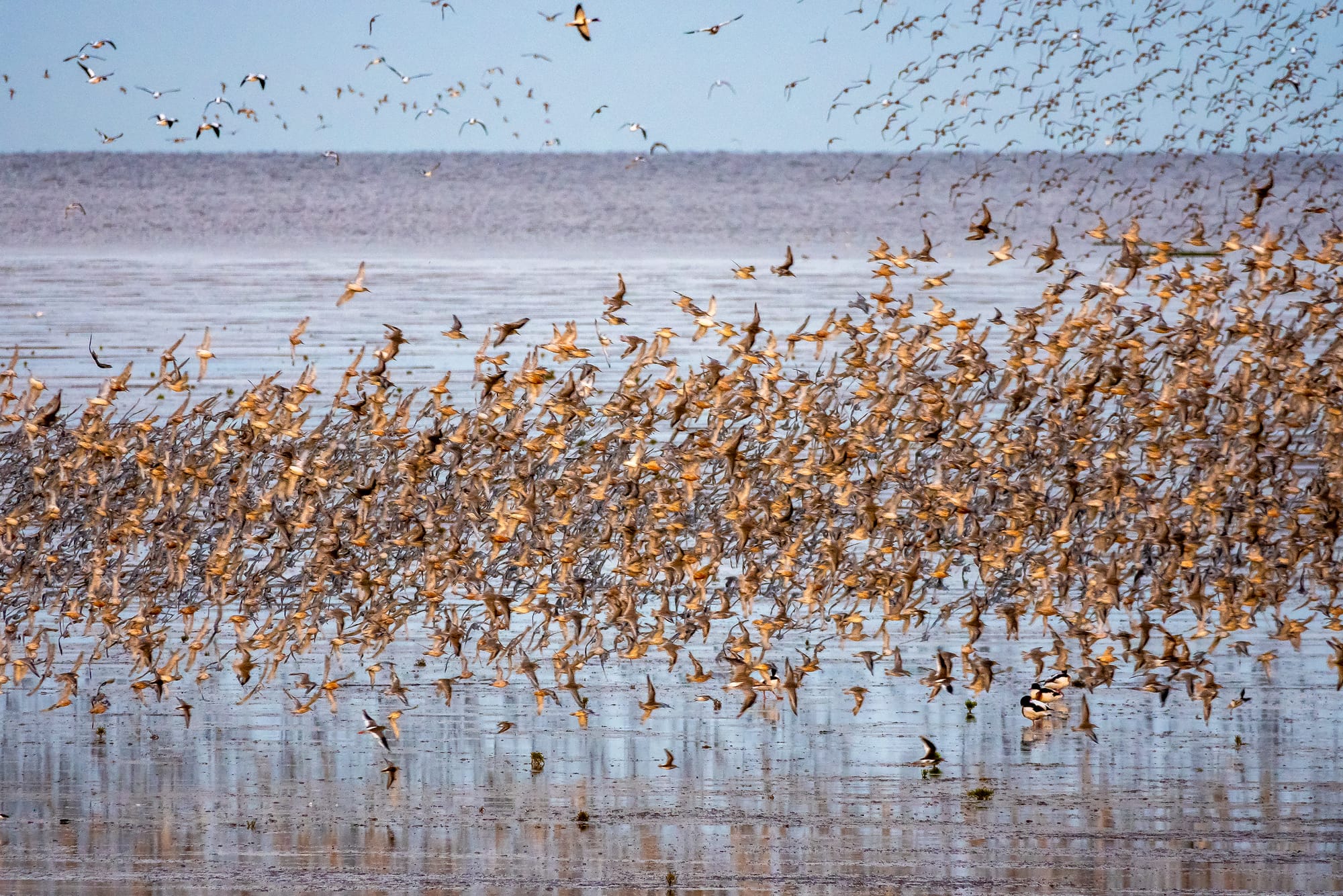 Global Shorebird Counts: Results