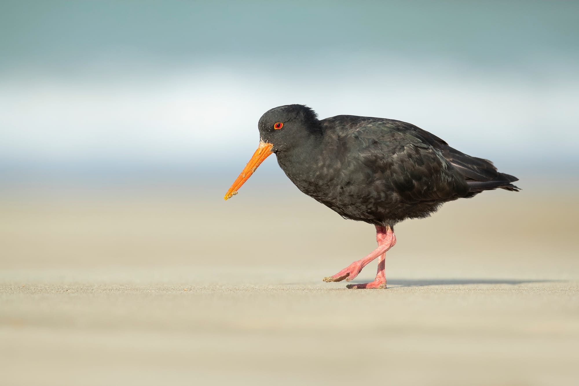 World Shorebirds Day 2026 — Inspiring News on the Horizons