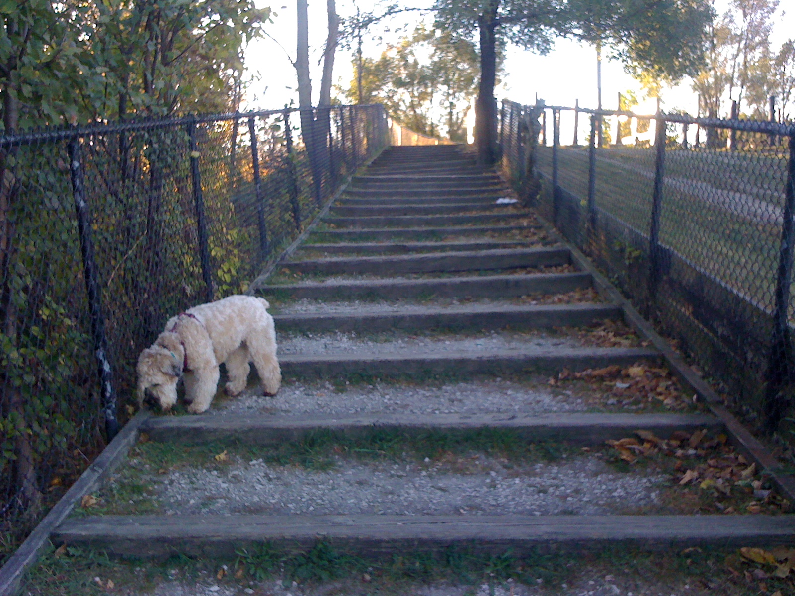 A soft-coated wheaten terrier sniffs at the edge of a long wood-and-gravel staircase hemmed in on either side by chain-link fences, running up a hill with trees on one side and a grassy hillside to the other.