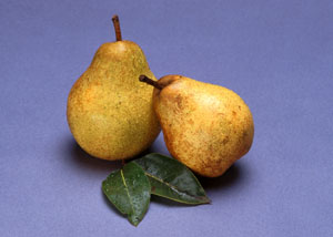 pears