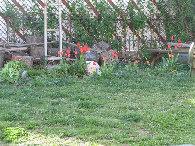 Fuzz amongst the tulips 2